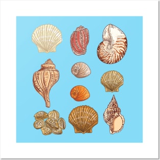 Seashells Posters and Art